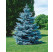 Picea pungens ´Hoopsii´ / Smrek pichľavý, 80/+ cm, KB