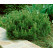 Pinus mugo ´Pumilio´ / Borovica horská, 15-20 cm, C1,5