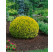 Thuja occidentalis ´Golden Globe´ / Tuja západná, 20-30 cm, C3