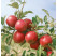Malus domestica ´Jonathan´ / Jabloň zimná, M26