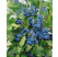 Vaccinium corymb. ´Sunshine Blue´ / Kanad. čučoriedka, 15-20 cm, K9