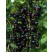 Ribes x culverwellii / Josta ´Croma´, krík, K19