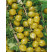 Ribes grossularia ´Invicta / Egreš biely rezistentný, ker, K9