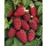 Rubus fruticosus ´Tayberry Buckingham´ / Malinočernica, 40-60 cm, K12