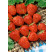 Fragaria ananassa ´Ostara´ / Stáleplodiaca jahoda, bal. 10 ks, VK