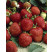 Fragaria ananassa ´Elsanta´ / Jahoda, bal. 6 ks, 6xK7