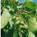 Actinidia arguta ´Issai´ / Drobnoplodé kiwi, 150 cm vyv.,C2