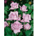 Rosa ´Sissi´ / Ruža čajohybrid, krík, BK
