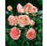 Rosa ´Abraham Derby´ / Ruža čajohybrid, krík, BK