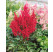 Astilbe japonica ´Montgomery´ / Astilba tmavočervená, C1
