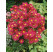 Aster novi belgii ´Winston Churchill´ / Astra novobelgická karmínovočervená, K9