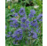 Caryopteris cland. ´Heavenly Blue´ / Bradavec, 15-20 cm, C1,5