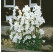 Campanula persicifolia ´Alba´ / Zvonček broskyňolistý biely, K9
