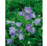 Campanula persicifolia ´Blue´ / Zvonček broskyňolistý modrý, C1,5