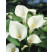 Zantedeschia ´Aethiopica´ / Kornútovka čistobiela, 14/+