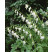 Dicentra spectabilis ´Alba´ / Srdcovka nádherná biela, C1,5