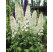Delphinium Pacific ´Galahad´ / Stračonôžka, K9