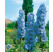 Delphinium Pacific ´Blue Bird´ / Stračonôžka, K9