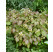 Epimedium x versicolor ´Sulphureum´ / Krpčiarka, K9