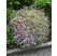 Gypsophila repens ´Rosea´ / Gypsomilka plazivá, K9