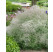 Gypsophila paniculata 'Bristol Fairy' / Gypsomilka metlinatá, K9