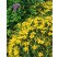 Hypericum polyphyllum ´Grandiflorum´ / Ľubovník, K9