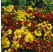 Helenium autumnale ´Yellow´ / Helenium jesenné, K9