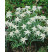 Leontopodium alpinum ´Edelweiss´ / Plesnivec alpínsky, K9
