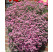Saponaria ocymoides / Mydlica bazalkovitá, K9