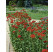 Lychnis chalcedonica / Kukučka hustokvetá, K9