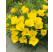 Oenothera macrocarpa / Pupalka misurská, K9