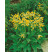 Primula veris ´Cabrillo´ / Prvosienka jarná citrónovožltá, K9