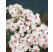 Phlox subulata ´Amazing Grace´ / Flox šidlolistý biely, K9