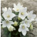 Platycodon grandiflorum ´Astra White´ / Balónovec, K9