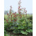 Rheum palmatum ´Red Champagne´  / Rebarbora okrasná červená, K14