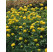 Trollius chinensis ´Goldkönigin´ / Žltohlav čínsky, K9