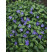 Vinca minor / Zimozeleň menšia, K9