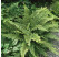 Polystichum setiferum 'Herrenhausen' / Papraďovec štetinatý, K9