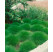 Festuca scoparia ´Pic Carlit´ / Kostrava medvedia, bal. 3 ks, 3xK9