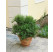 Myrtus communis / Myrta, bal. 10 sem.