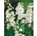 Delphinium Pacific ´Galahad´ / Stračonôžka, K9
