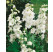 Delphinium cultorum ´Galahad´ / Stračonôžka biela, K9