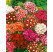 Dianthus b. nanus ´Indianer Teppich´ / Klinček bradatý, zmes farieb, K9