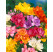 Freesia ´Double´ / Plnokveté voňavé frézie zmes / Frézia, bal. 10 ks, 5/+