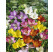 Freesia ´Single´ / Jednoduché frézie zmes / Frézia, bal. 10 ks, 5/+, SUPERCENA