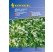 Allium ursinum / Medvedí cesnak, Lesný cesnak, bal. stačí pre 35 rastlín
