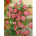 Pelargonium pelt. ´Mexicanerin´ / Muškát, K7