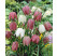 Fritillaria meleagris / Korunkovka strakatá, bal. 15 ks, 6/+