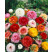 Ranunculus mix / Zmes plnokvetých iskerníkov, bal. 10 ks, 4/5, SUPERCENA