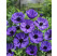 Anemone ´Mr. Fokker´ / Veternice jednod. modré, bal. 15 ks, 5/6